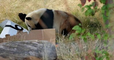 Edinburgh Zoo's giant Panda Yang Guang opens presents on 19th birthday