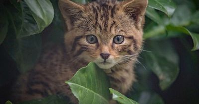 The actual evidence over whether big cats could be on the loose in Wales