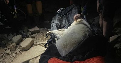 Dog stretchered down Ben Nevis in unusual rescue amid sweltering heatwave