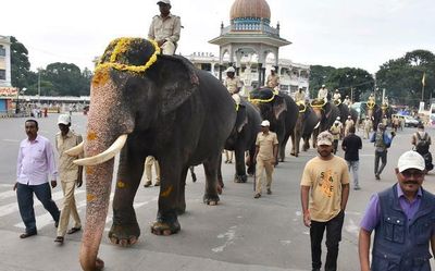 Rehearsal for Dasara elephants commences