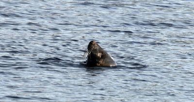 Seal spotted miles in-land in River Tyne at Ryton Willows Nature Reserve at Gateshead