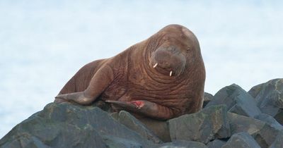 Walrus spotted in Northumberland euthanised by Norwegian authorities after 'fears of risk to humans' in Oslo