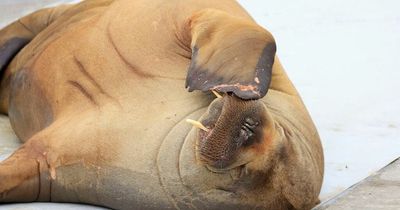 Freya the walrus put to sleep 'due to human safety concerns' after tourists flock to her