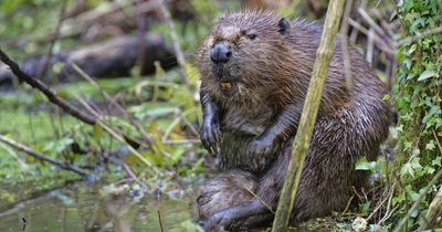Beavers fight back against climate crisis and heatwaves with water-filled wetland