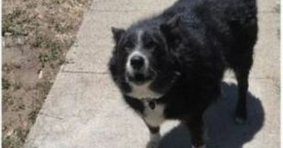 Amazon driver's comical 'proof of delivery' photo as dog 'accepts' order