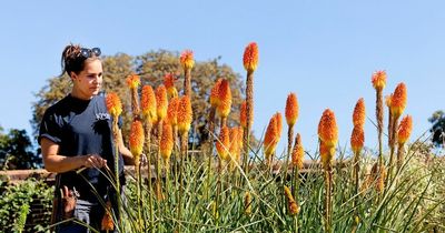 Kew Gardens battles with UK drought to care for some of world's rarest plants