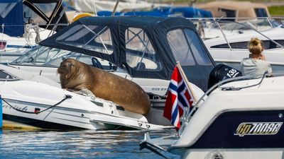 Freya the boat-climbing walrus euthanased by Norwegian authorities
