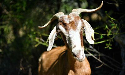 Goats and sheep deploy their appetites to save Barcelona from wildfires