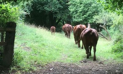 Country diary: I’m fond of these steers. Today feels like a betrayal