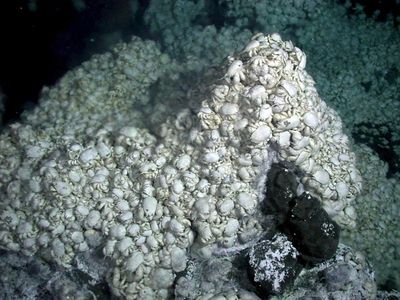 Discovered in the deep: the mini cities of hairy-chested Hoff crabs