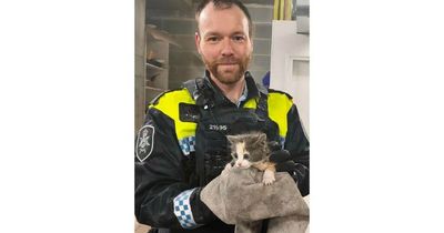 Police officers rescue kittens from flooding drain