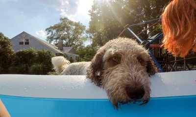 Five tips to help pets and wildlife beat the UK’s extreme heat
