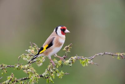 How to help smaller birds fight for their share in your garden