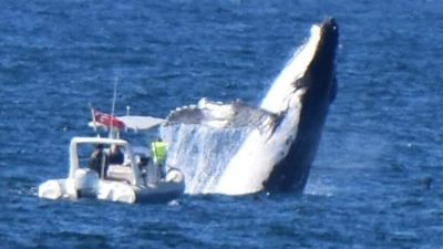 Photographer captures 'oh wow' moment as whale breaches close to boat off Coffs Harbour