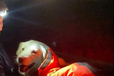 Dog rescued from Ben Nevis after refusing to walk any further