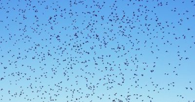 Flying Ant Day sparked by heatwave with swarms set to invade