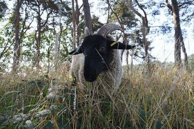 Barcelona enlists sheep and goats to combat wildfires