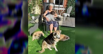 Mum forced to put down her five dogs as she issues warning to all pet owners