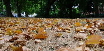 Drought: why some UK trees are losing their leaves in August