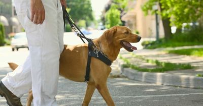 Two Dublin local authorities issued zero dog fouling fines last year