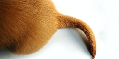 Why do animals have tails?