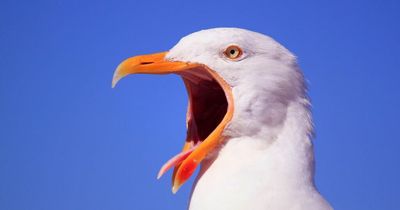 Binmen living in fear of 'new super-angry' seagulls - and forced to wear hard hats