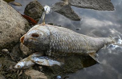 Cause for massive fish kill in German-Polish river unclear