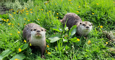 Perthshire wildlife park gears up for ‘otterly’ brilliant summer