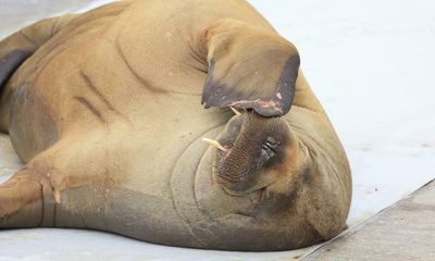 Norway was right to put down Freya the walrus, prime minister says