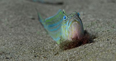 UK beach warning as Brits stung by venomous fish that cause 'excruciating' pain