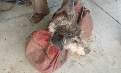 Missouri cavers rescue dog stranded for nearly two months