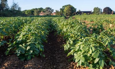 Up to £60m in UK crops left to rot owing to lack of workers, says NFU