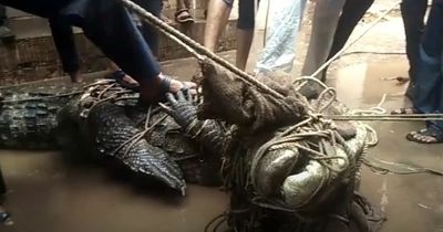 Frightening moment 8ft crocodile roams through flooded streets and swims past homes