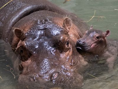 Fiona the hippo's little brother has a name after a worldwide contest