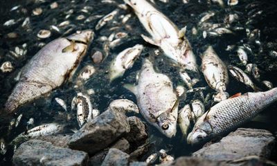 Oder river: mystery of mass die-off of fish lingers as no toxic substances found