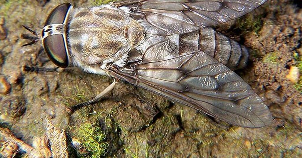 Horsefly bites What they look like and how to treat…