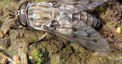 Horsefly bites: What they look like and how to treat them as 30C heatwave sees increase in flying insects