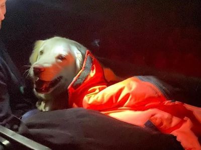 Tired dog stretchered down Ben Nevis in five-hour rescue operation