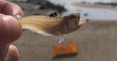 Warning to Yorkshire beachgoers over tiny venomous fish you don't want to step on