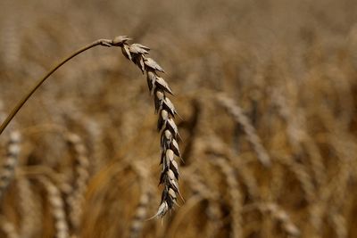 Ukraine working to release detained wheat shipment for Egypt