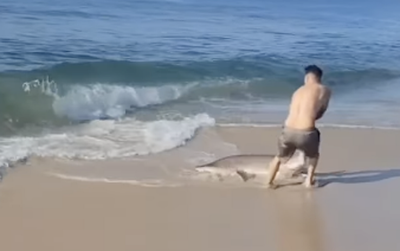 Shocking video shows New York man wrestling shark out of water on Long Island beach as onlooker screams
