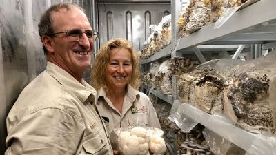 Nguni cattle, gourmet mushrooms pave way for farmers to tread lightly on Noosa hinterland farm