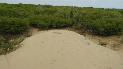 Chief scientist asked to intervene as coastal erosion 'disaster' worsens near Townsville