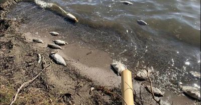 Metals ruled out as cause of Lake Macquarie fish kill