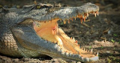 Invasive species of feral pigs help to save Australia's native crocodiles