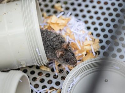 Rare smoky mice back in the NSW wilderness