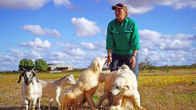 Guardian dogs protecting hundreds of sheep from wild dog attacks in outback WA