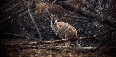 Wildlife recovery spending after Australia's last megafires was one-thirteenth the $2.7 billion needed