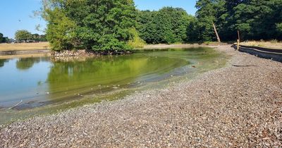 Dead fish removed from Mansfield pond amid shock at low water levels