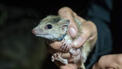 Endangered marsupial gets fresh chance after 12 kowaris released in outback SA reserve